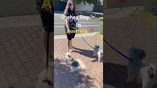 Shohag Dog  In Australia 🐕 #reels #shortviral #travel #dogloverph #doglover #australia