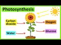Photosynthesis 🌷 | What is photosynthesis? | Step-by-step process