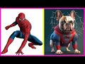 SUPER-HERÓIS COMO CADELAS | DOG SUPERHEROES #cartoon #spiderman #hulk