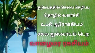 Valai maram vastu / Selvam peruga / Banana tree vastu /vaalaimaram / வாழைமரம் வளர்க்கலாமா vastu