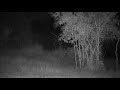 Djuma: Sights and sounds of the night - 18:32 - 07/30/20