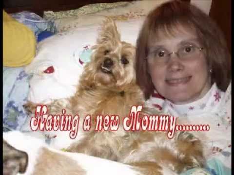 Missy the "Silky Terrier" asks Barb to Marry Dale