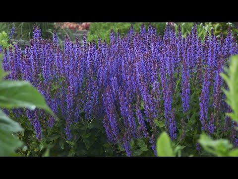 Perennial