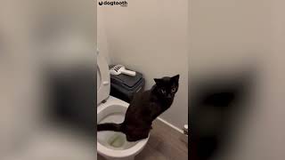 Clever Cat Decides to Use Bathroom like Human || Dogtooth Media