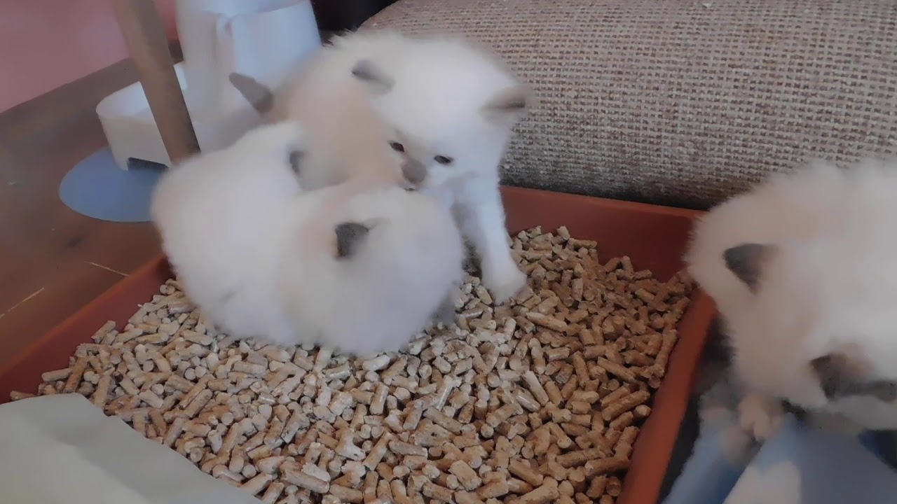 ragdoll kittens litter B YouTube