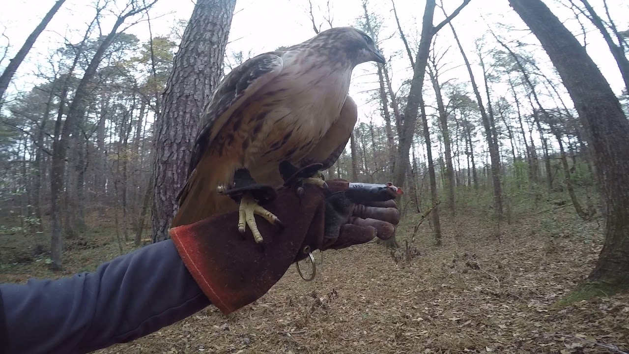 video phone beyonce mp3 Katniss and Commander-Dog and Hawk Hunting Together