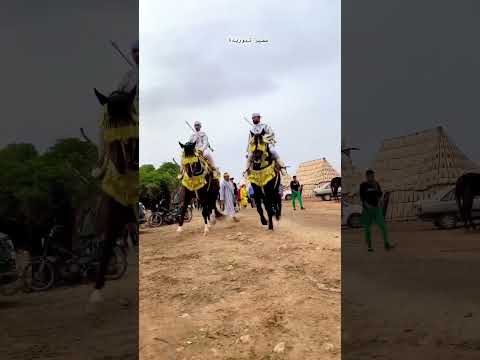 أصالة الخيل بموسم بئر مزوي جمال الخيل موسم بئر مزوي تقاليد المغربية