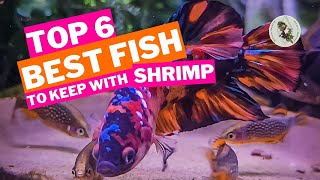 CAN YOU KEEP SHRIMP WITH FISH? Top 6 Best Fish For A Shrimp Tank by Ellie's Exotics 2,699 views 1 year ago 5 minutes, 11 seconds