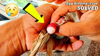 Budgie Egg Binding Problem Solving | How to Solve Birds Egg Binding issue by Craft Village 966 views 3 months ago 4 minutes, 36 seconds