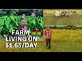 A DAY IN THE LIFE OF A GHANAIAN FARMER | GHANA JOBS ON A FARM | A GHANAIAN FARMERS  STORY | AFRICA