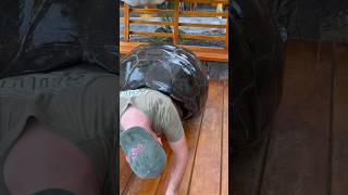 Can I FIT In This TORTOISE SHELL?! #galapagostortoise #tortoise
