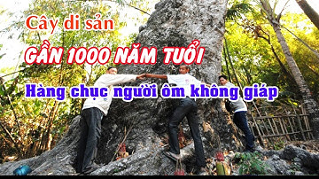 Cây di sản gần 1000 năm tuổi cả chục người ôm không giáp