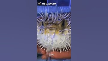 Never Touch This Creature | Puffer Fish | #shorts #viral