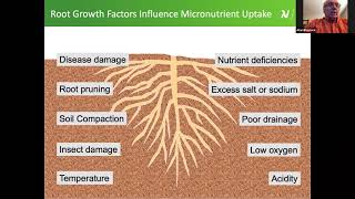 Crop Response to Micronutrients