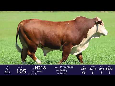 LOTE 105 - TAT H218