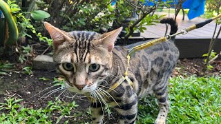 Conozca las principales características del gato bengalí