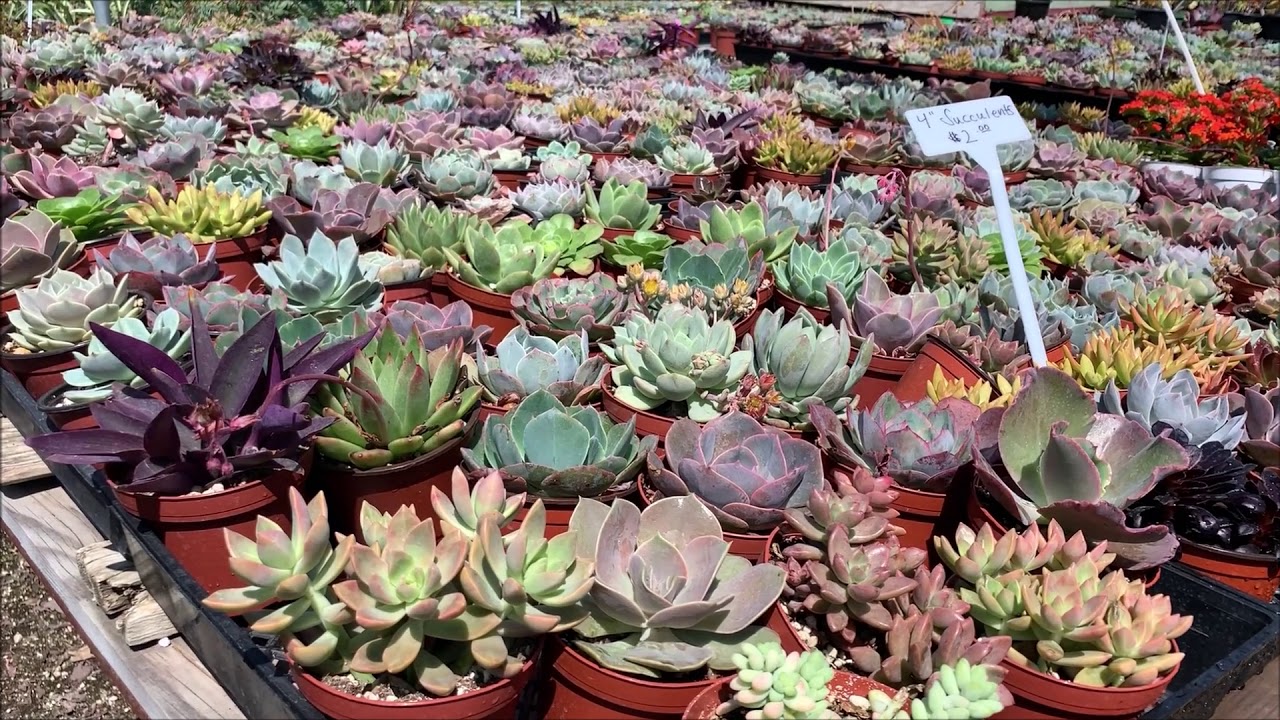 Succulent Nursery 2019 YouTube