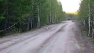 2 зайца в одном кадре - two hares in one shot