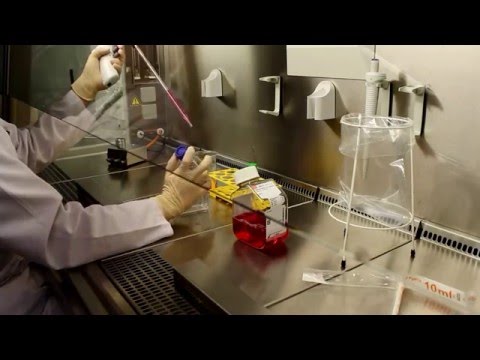 Video: Lysiert Zentrifugation Zellen?