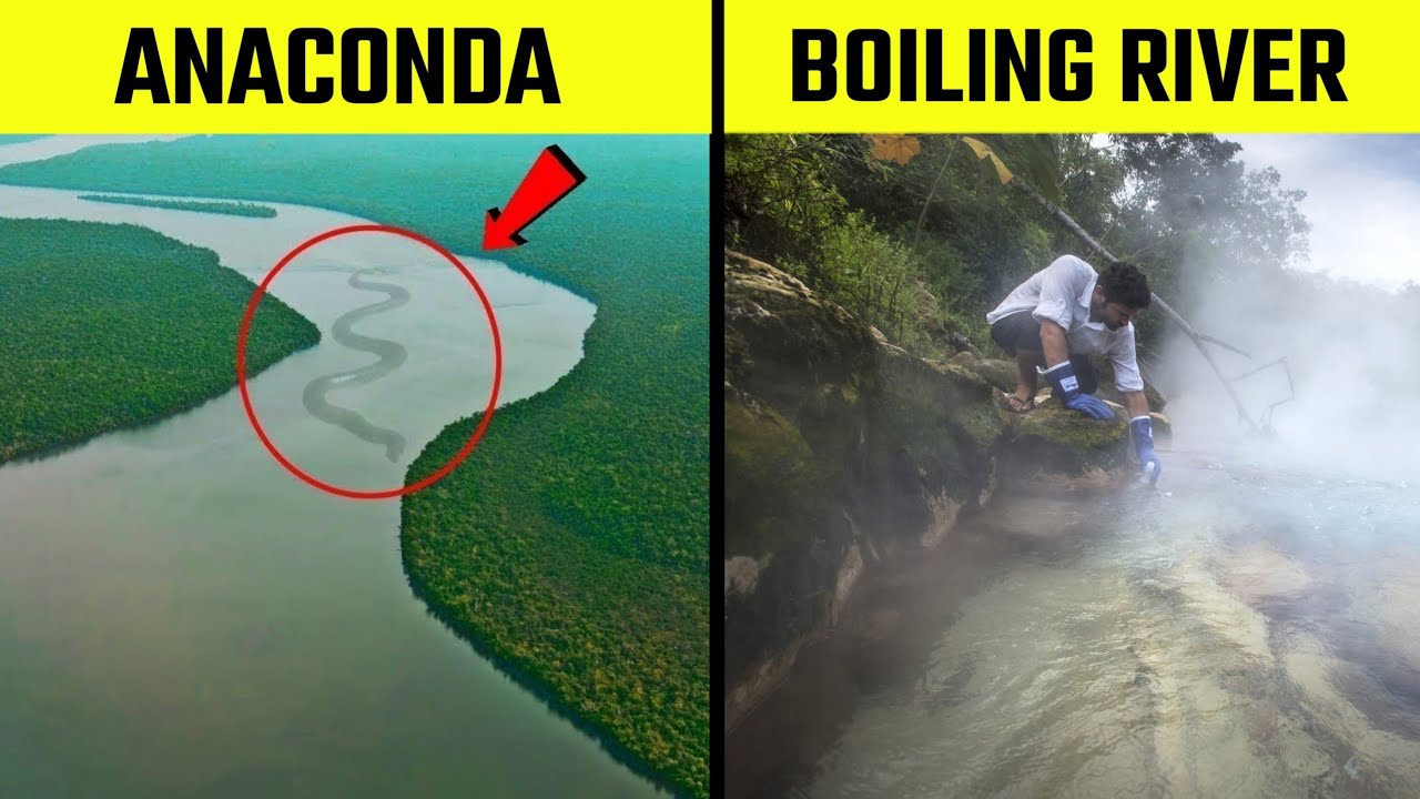 Amazing Facts About Amazon Rainforest Amazon Rainforest Secrets animals facts YouTube