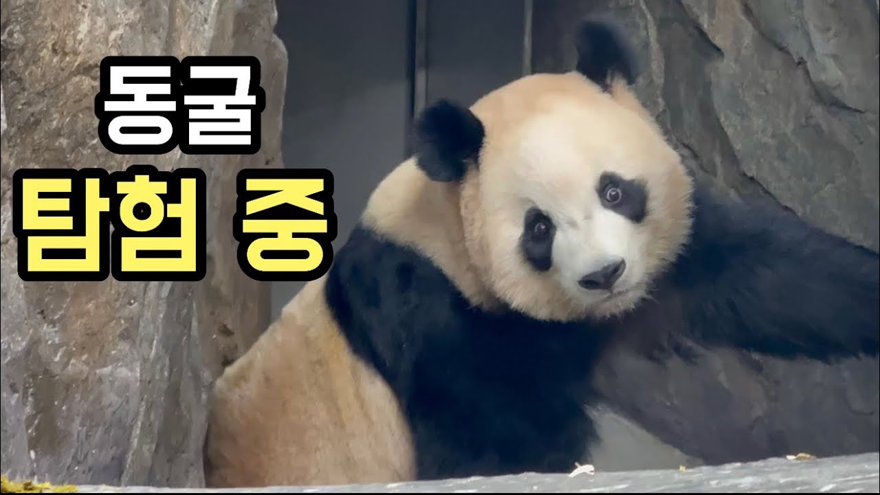 동굴 연구하는 박쨔님🤭 표정은 왜 그러신가요??💜