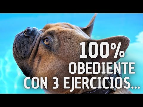 Video: Cómo crate entrenar a un perro temeroso en 5 pasos