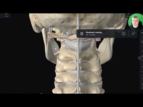 Видео: Выйная связка — анатомия человека