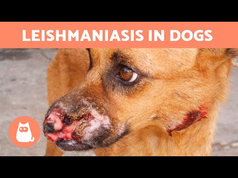 LEISHMANIASIS in DOGS 🐶🦟 Treatment and Prevention