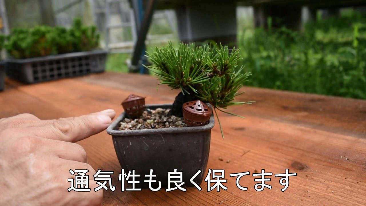 植え替えの仕方 ミニ盆栽 小品盆栽を植え替える方法 盆栽初心者お手入れ講座 Youtube