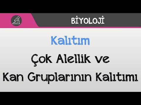 Kalıtım - Çok Alellik ve Kan Gruplarının Kalıtımı