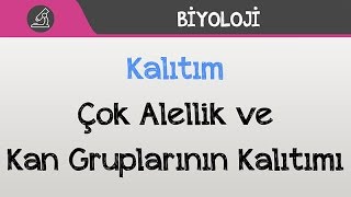 Download Kalıtım - Çok Alellik Ve Kan Gruplarının Kalıtımı Video MP3 Kalıtım - Çok Alellik Ve Kan Gruplarının Kalıtımı