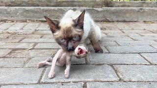 'Please Don't Leave, My kitten is Dying' Crying mother cat brought her Dying Kitten to a Man's Shop!