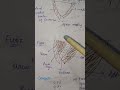 Femoral Triangle Boundaries &amp; Contents in 1 Minute  | Anatomy Made Easy. #anatomytutorial #anatomy