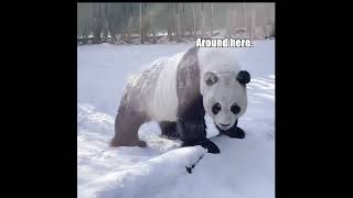 Panda Discovers Something Interesting