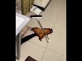 This flying squirrel deserves an Oscar