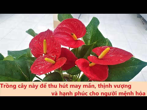 Ý nghĩa phong thủy và cách chăm sóc cây hồng môn | anthuriums very good for feng shui 2023 Mới