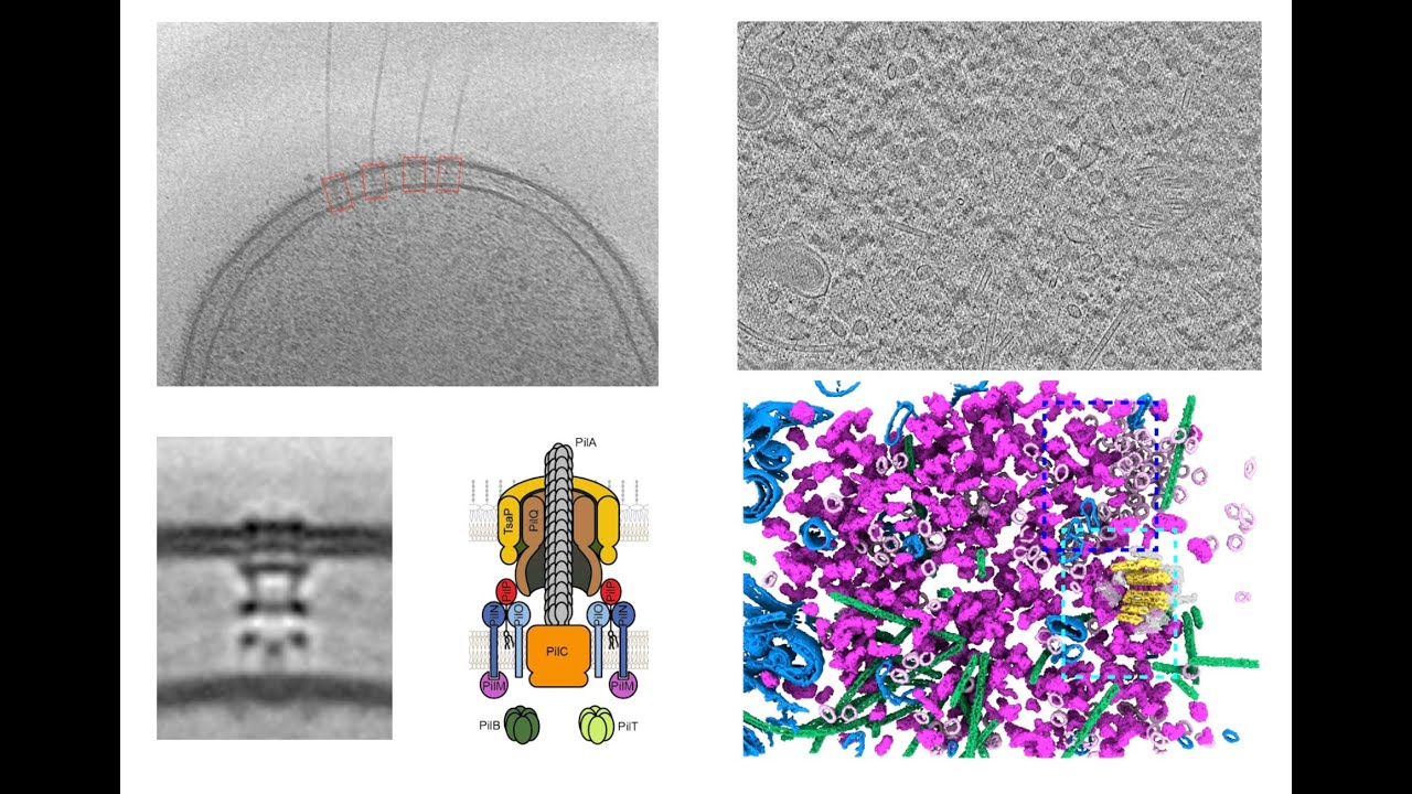 Cryo-Electron Tomography (cryo-ET) – Grant Jensen at the 5th LBMS Annual Cryo-EM Course