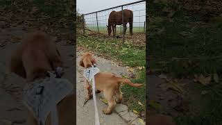 Puppy’s reaction to the horse  English Cocker Spaniel Robby (back to 2020) #cockerspaniel