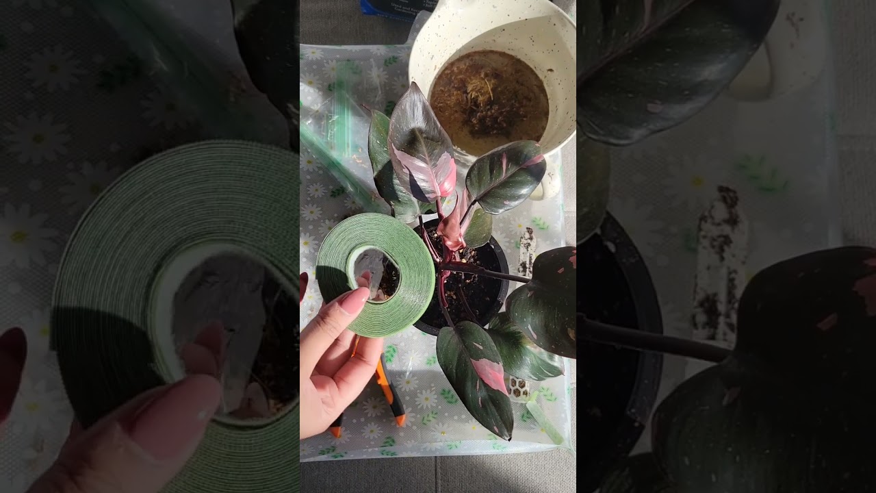 Air Layering | My Philodendron Pink Princess 🍃