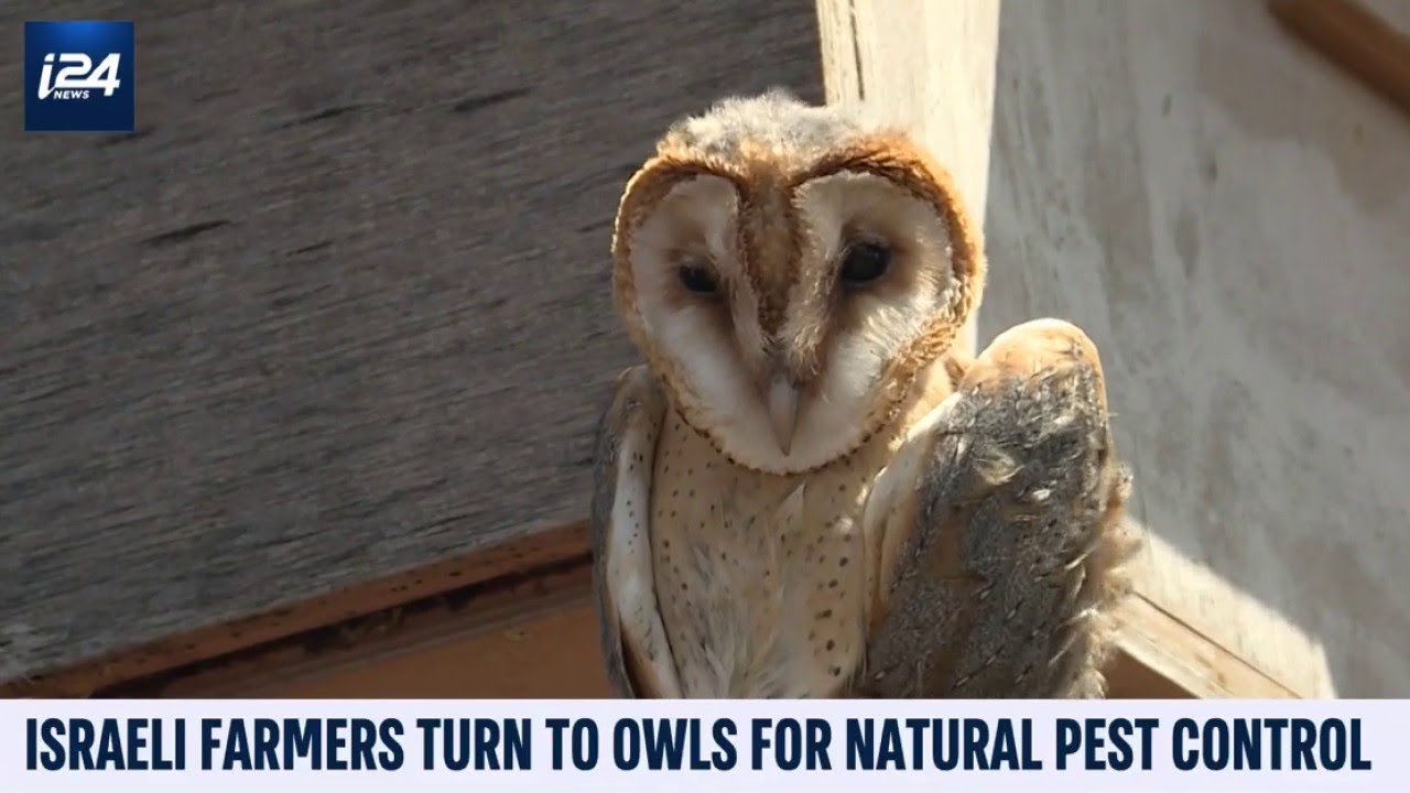 Israeli Farmers Turn To Owls For Natural Pest Control Youtube