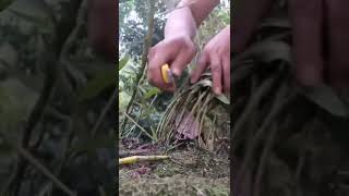 How Amazing To Grow Orchids Propagate Plant Fast And Easy