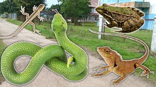 BERBURU LONDOK, BUNGLON, DAPAT ULAR HIJAU DAN KODOK❗❗❗