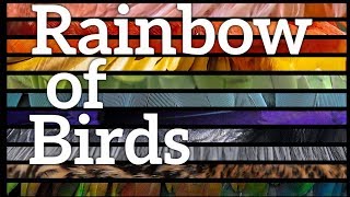Rainbow of Birds  Why Birds Are Different Colors