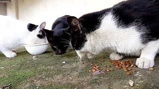 Feeding the kitten and his parents | Feeding cats by My street cats 30 views 1 year ago 1 minute, 45 seconds