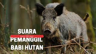 SUARA PEMANGGIL BABI HUTAN UNTUK BERBURU