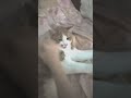 у меня кот дибил