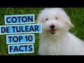 Coton de Tulear - TOP 10 Interesting Facts の動画、YouTube動画。