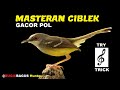 Masteran Ciblek, Gacor POL Try Trick