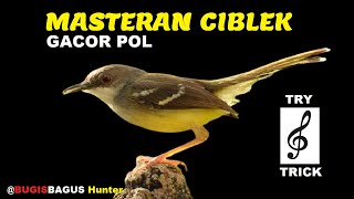 Masteran Ciblek, Gacor POL Try Trick