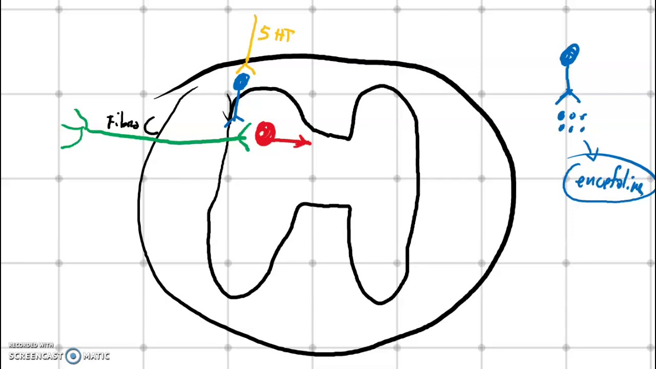 Vie analgesiche - le vie discendenti del dolore